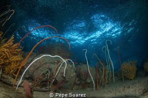 Found this beautiful seascape at the entrance of a lagoon... by Pepe Suarez 